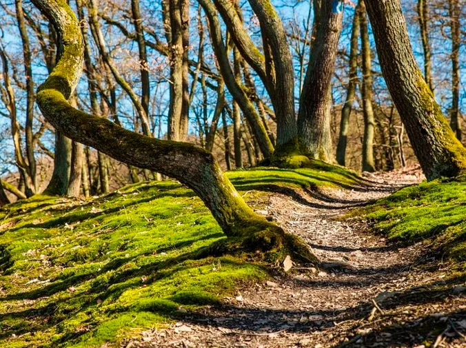 Importancia de cuidar los bosques